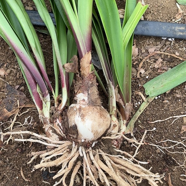 无花朵羽后包对版带测