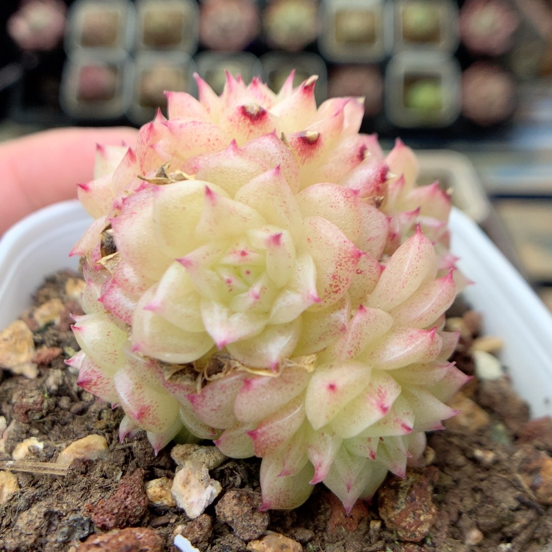 G50 ，20包邮两天凑单偏远不发货