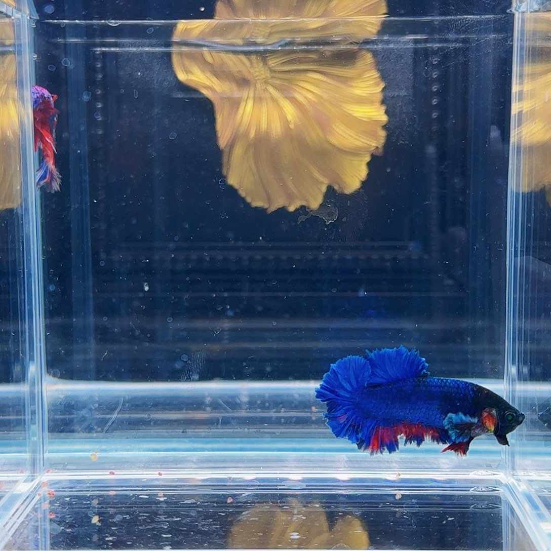 斗鱼活体观赏鱼好养耐活