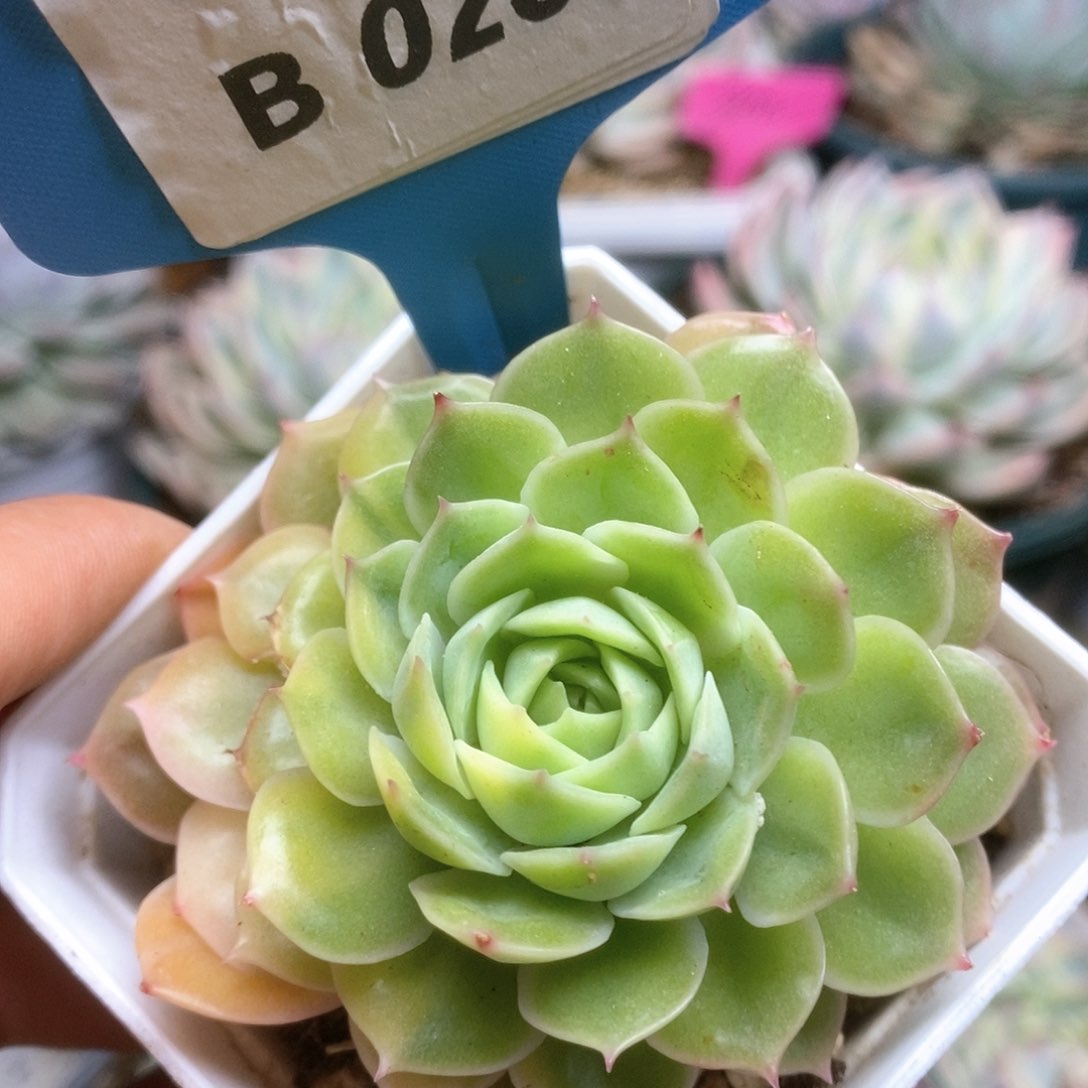 B252锦锦锦锦锦锦锦锦锦