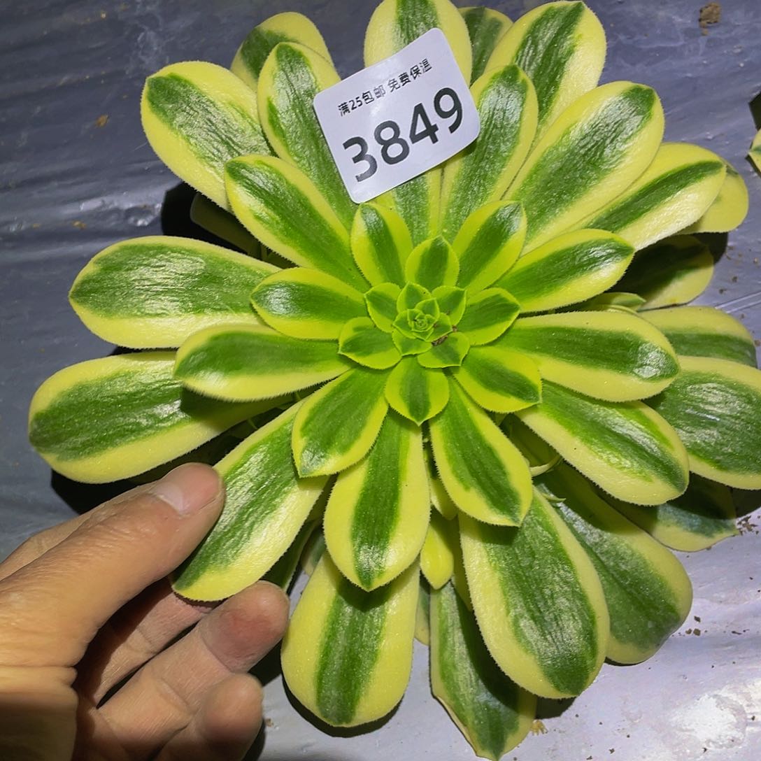 3849金丝翡翠多肉植物