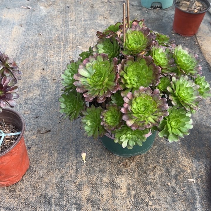 13冰铜多肉多肉多肉