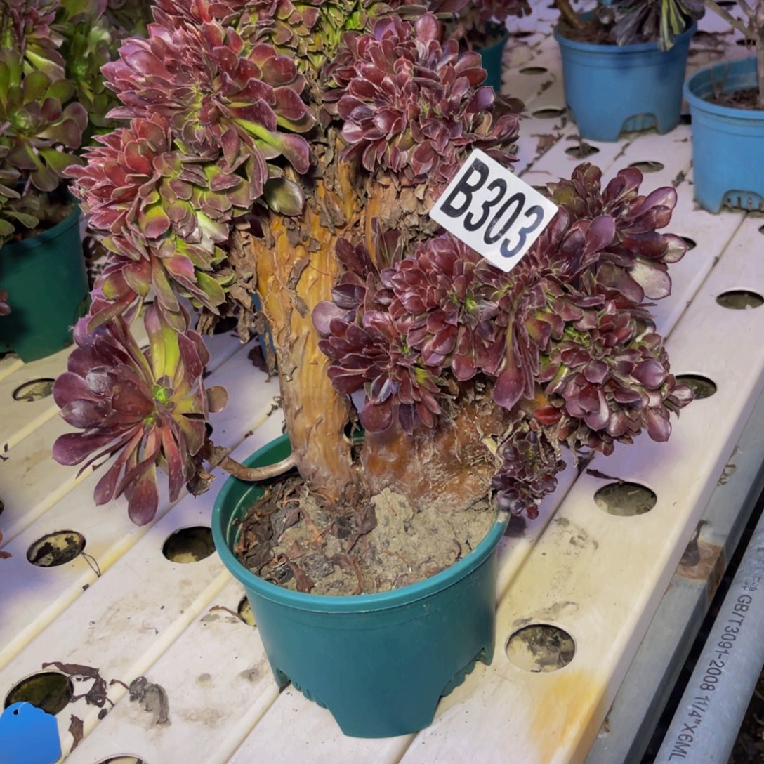 荷兰法师7////33包邮