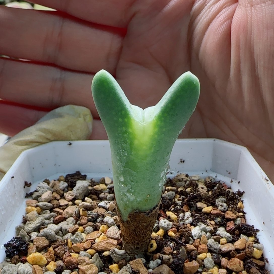 大*?1-21当天满58包邮多肉脱土