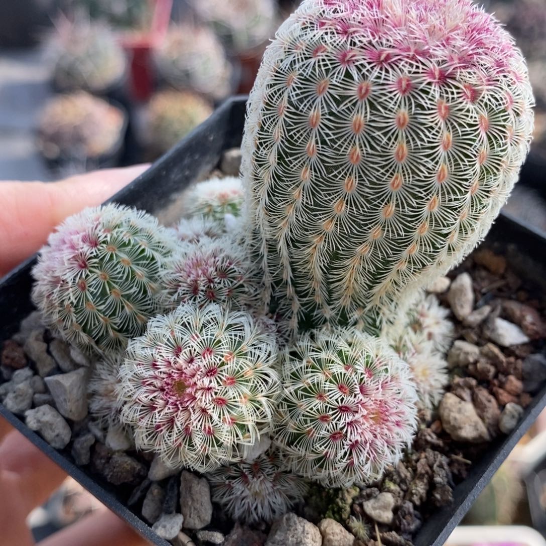 子吹红太阳植播园艺