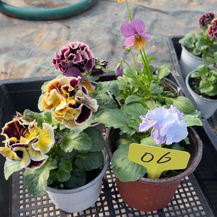 无花朵角瑾06无售后