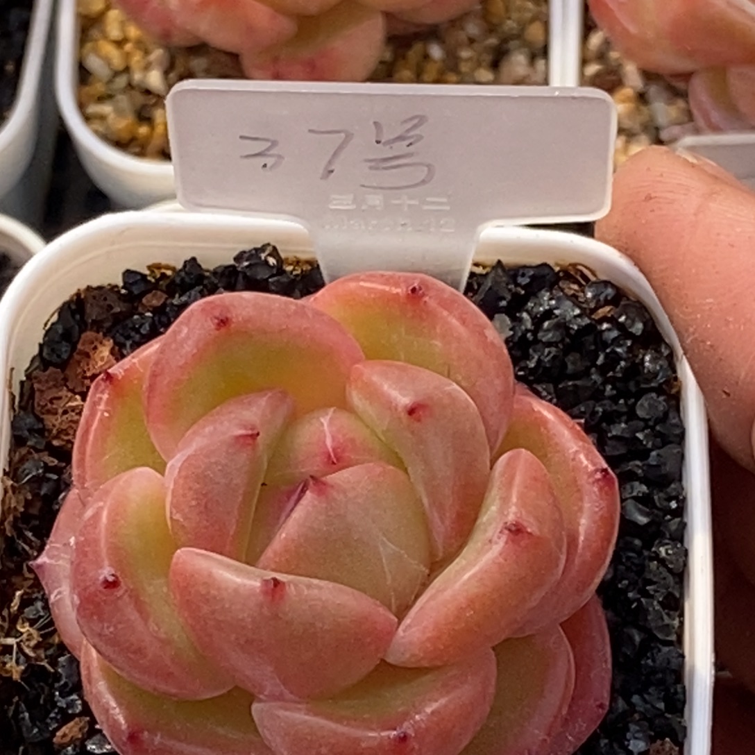 天官赐福百无禁忌