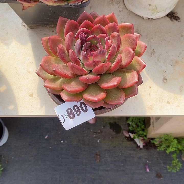 ****陌890红色妖姬多肉植物多肉
