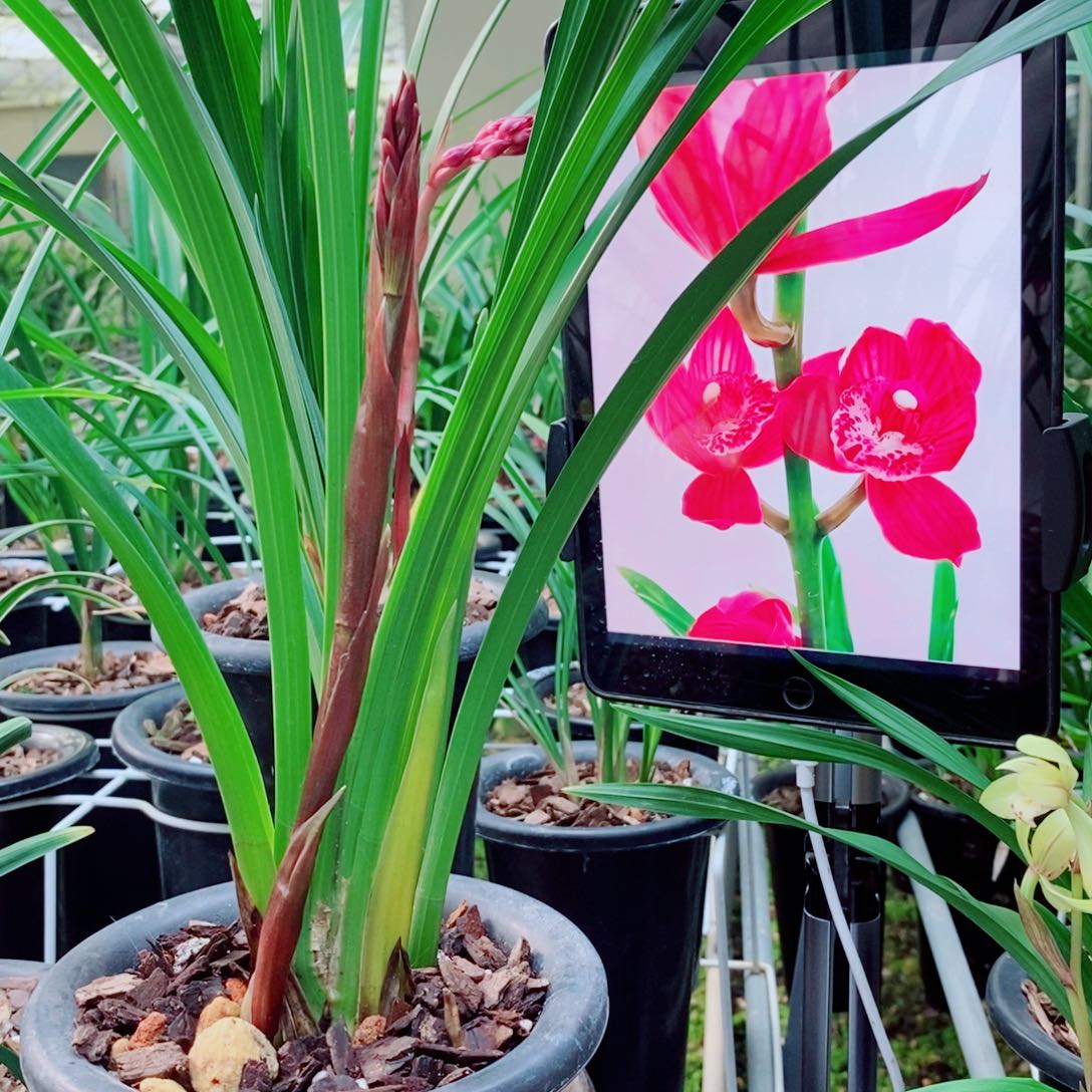 大部分花苞少量开放