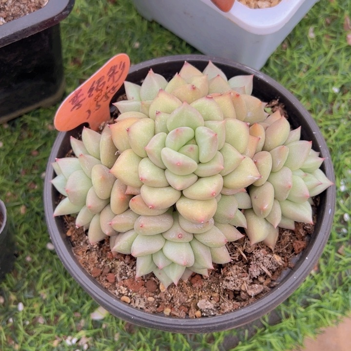 健健康康平平安安