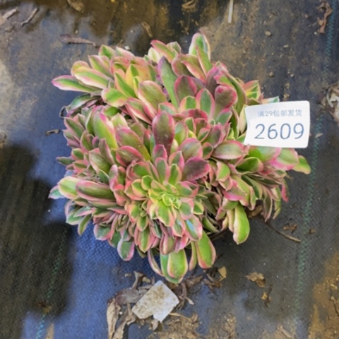 女巫多肉植物2609