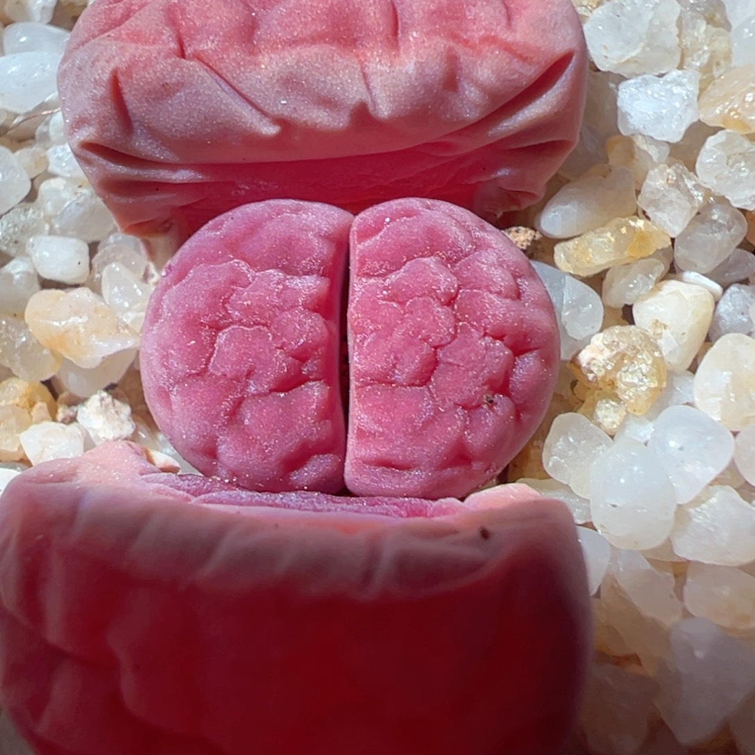 1230-460多肉多日玫瑰