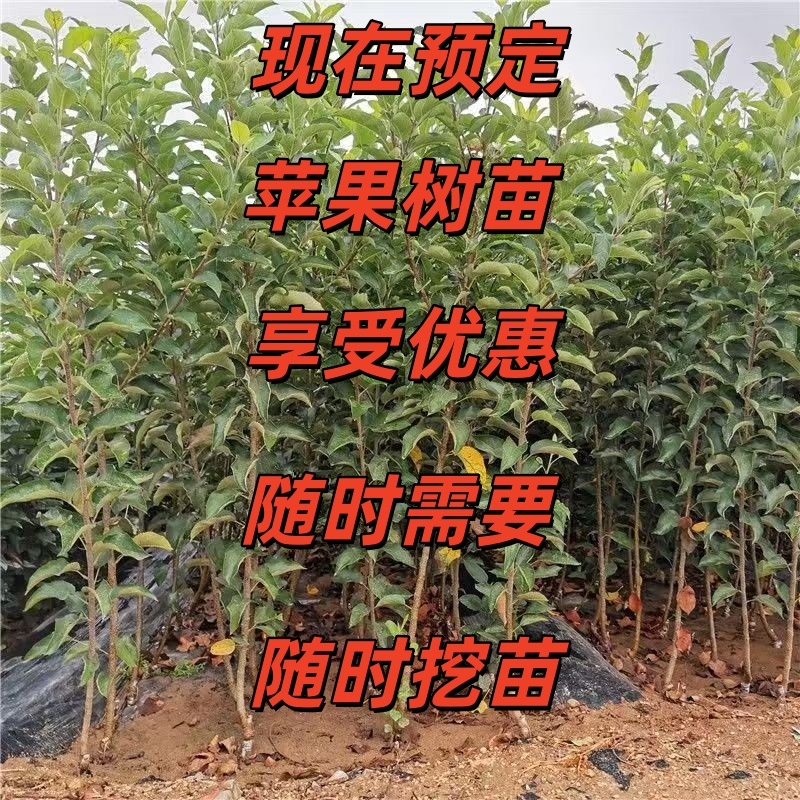 预定苹果树苗专属链接嫁接脱毒苹果树苗抗旱耐寒大果脆甜多汁苹果