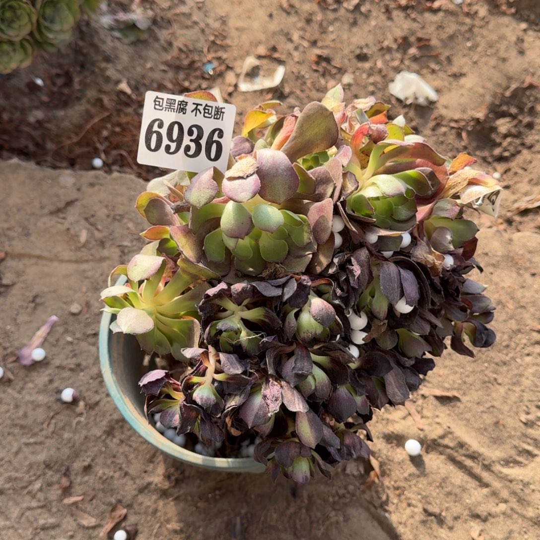 法师墨染6936 18-8