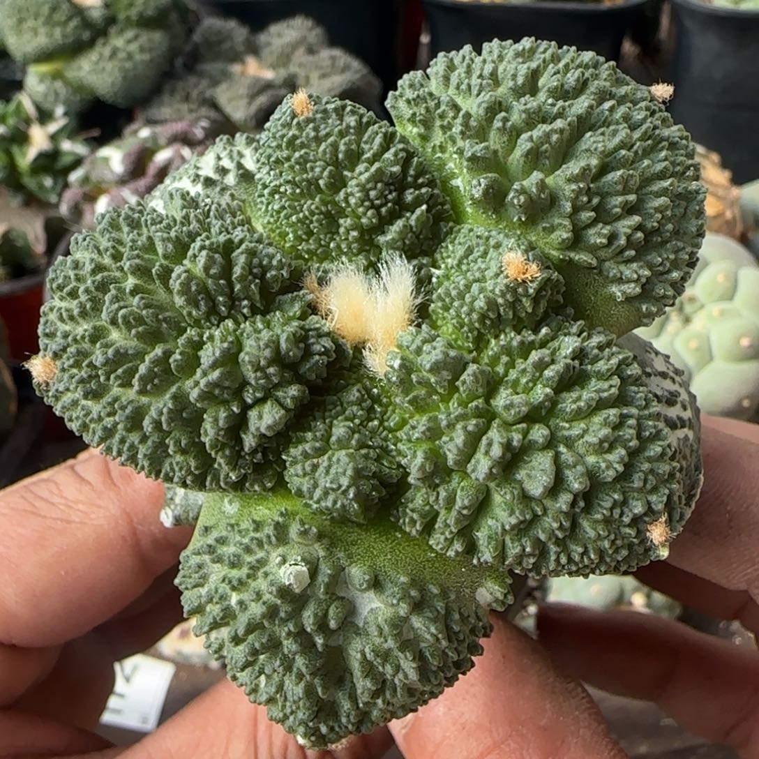 【闪购商品】特圆超大尤基因852