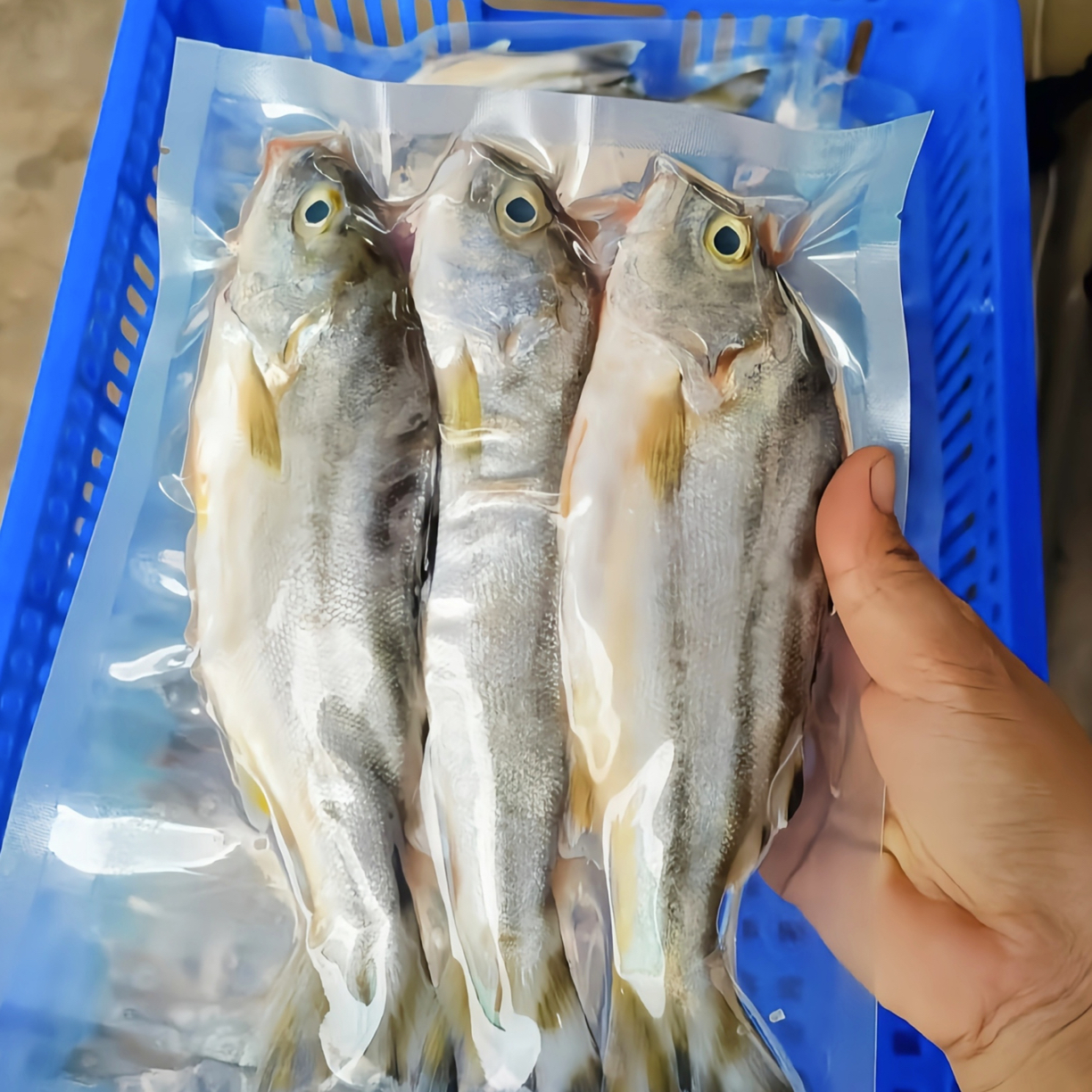 马鲛仔海产啊婷 本港新鲜巴丽鱼 5斤 新鲜速冻顺丰包邮博贺港