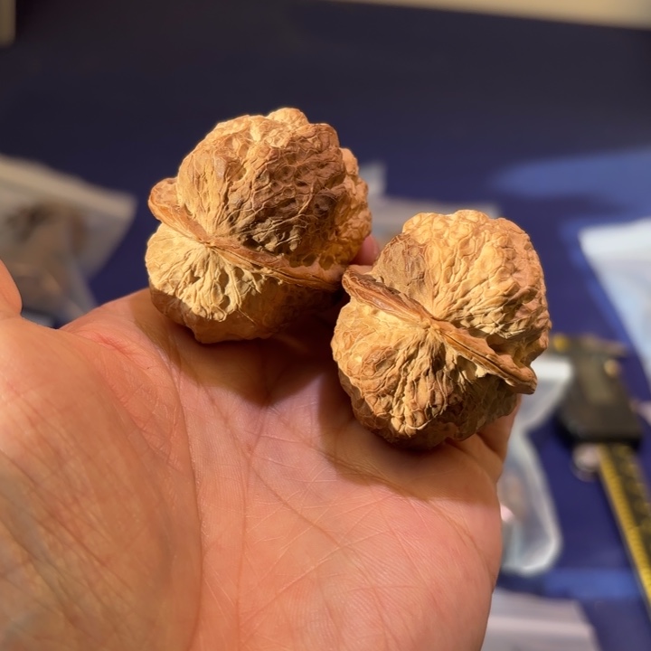 吊坠文玩核桃乾坤金蟾