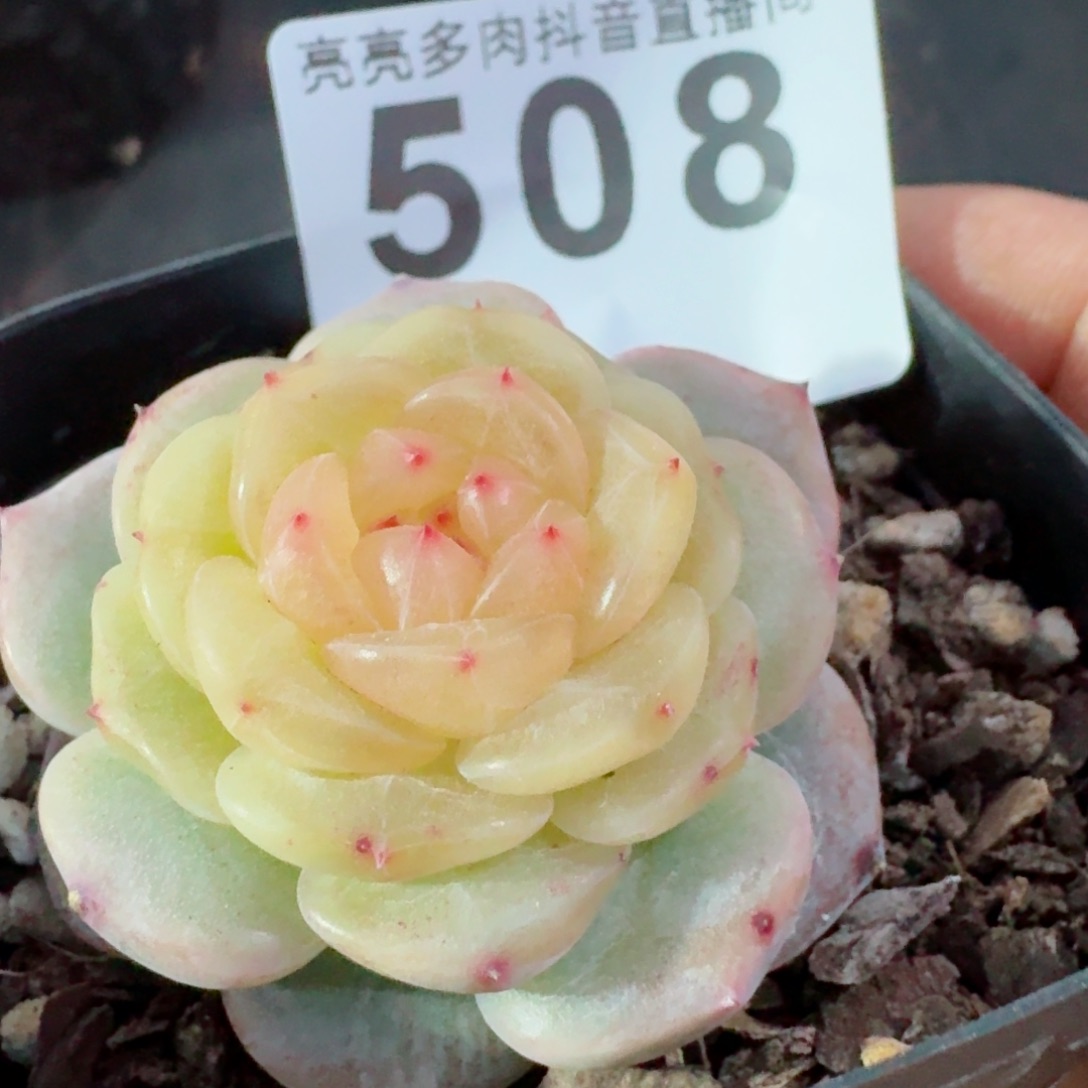 芳草         多肉植物