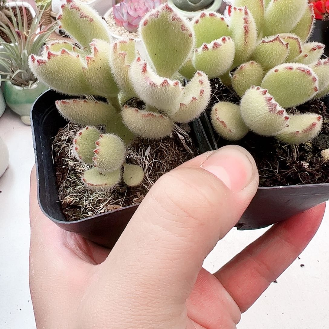 果冻黄熊多肉植物