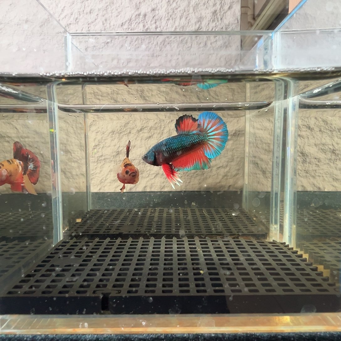 斗鱼阿浩泰斗27日4