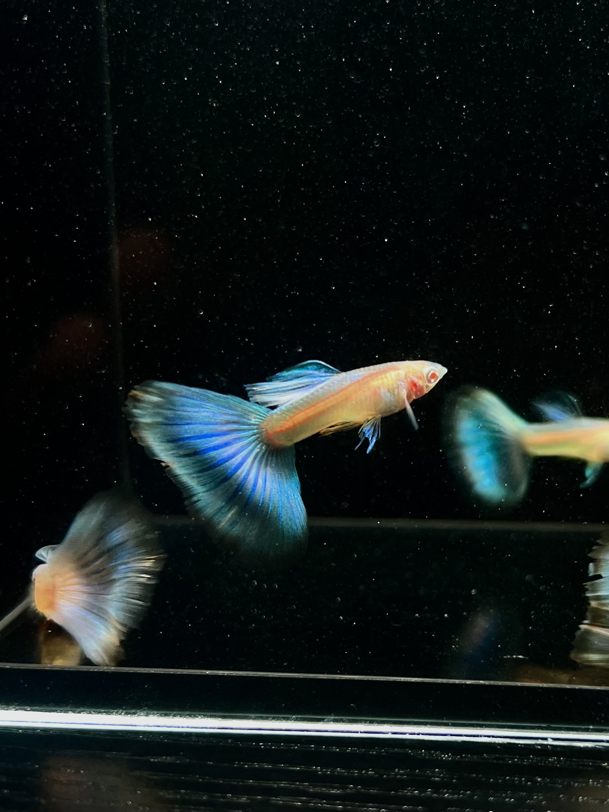 超白体天空蓝孔雀鱼F1赛级孔雀鱼，3个月鱼龄，成鱼大尾可繁殖