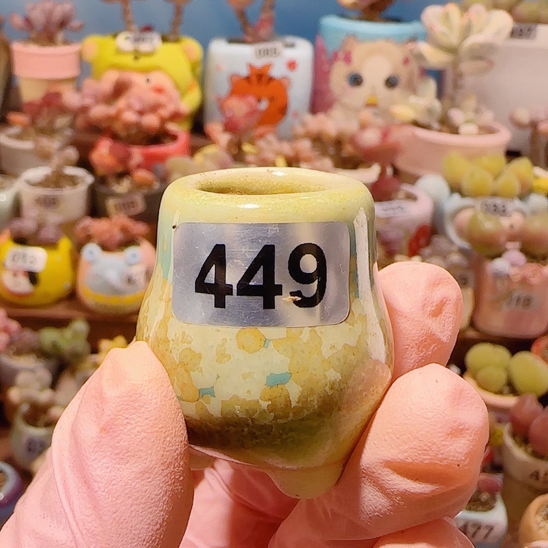 Q***yT种小毛翠盆口1.5cm