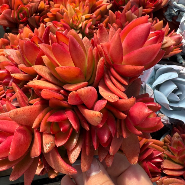 火祭 多肉植物 群生