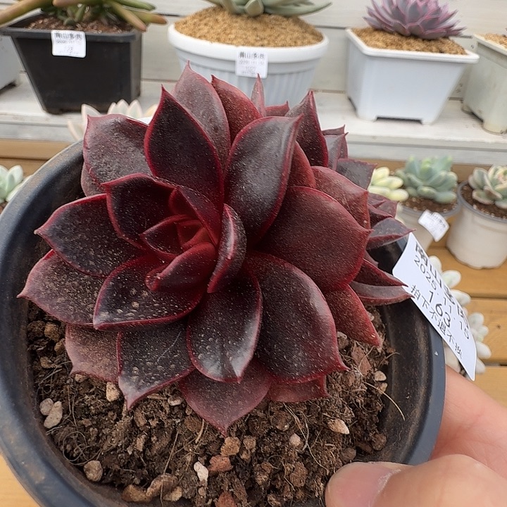 双头红灯杂11115-163