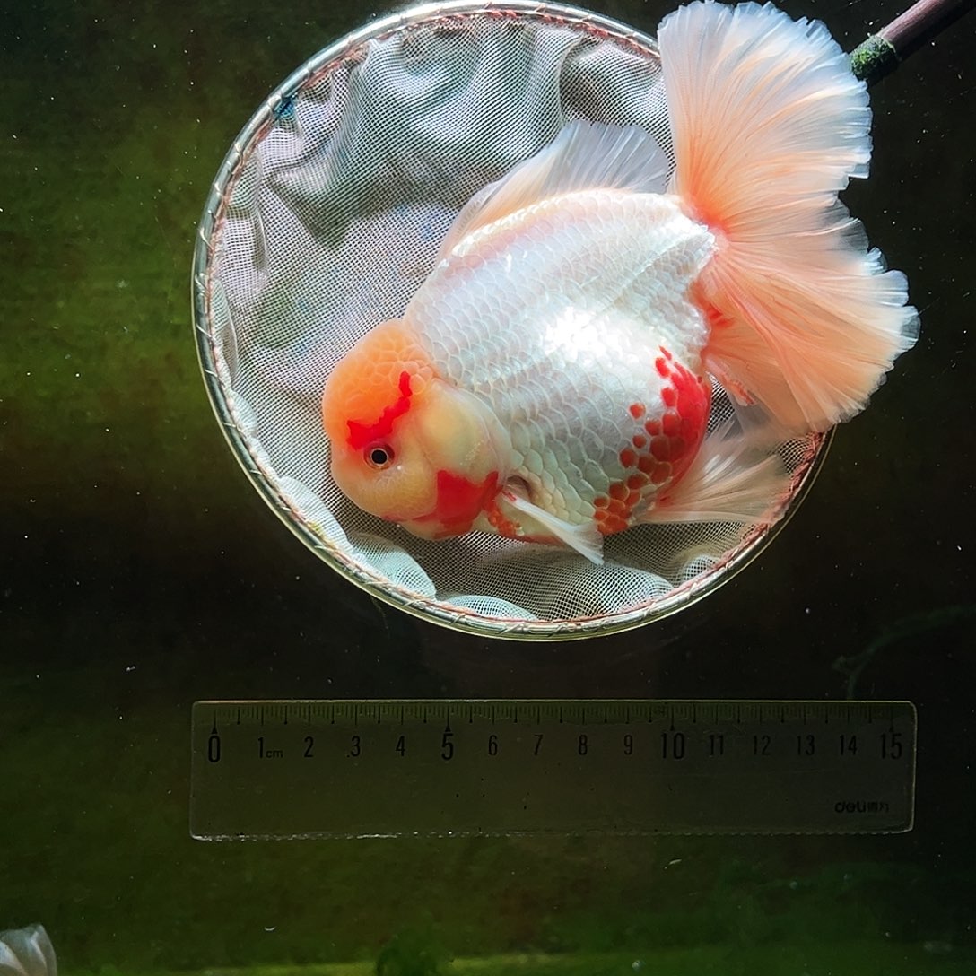 金鱼冷水金鱼百褶泰狮