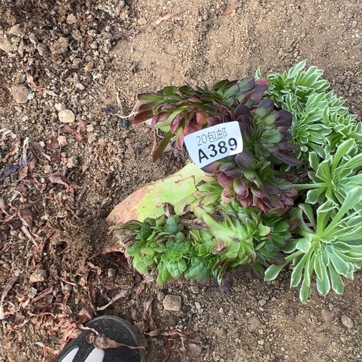多肉植物389不售后