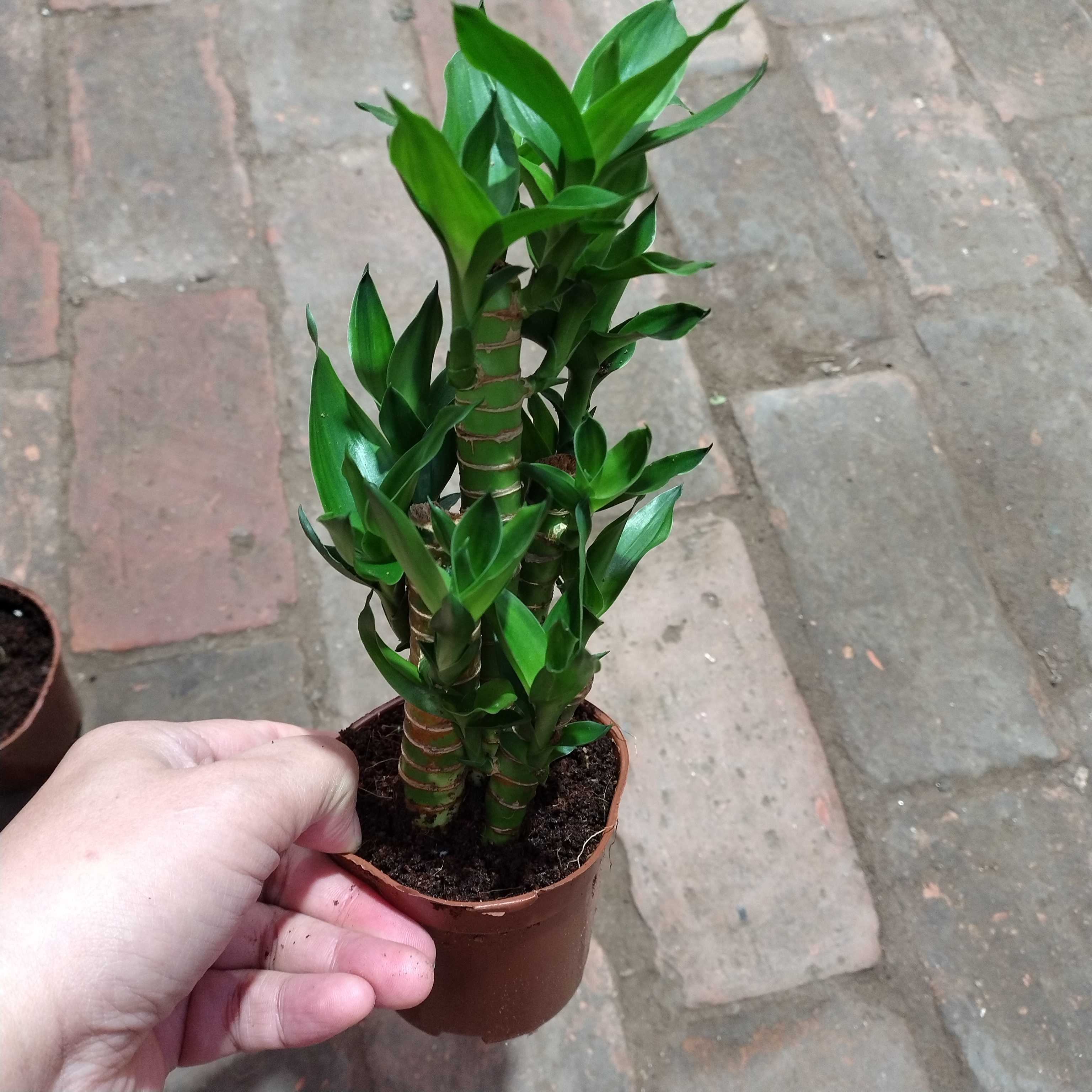 荷花竹富贵竹观音竹室内盆栽水培土培防辐射四季常青绿植