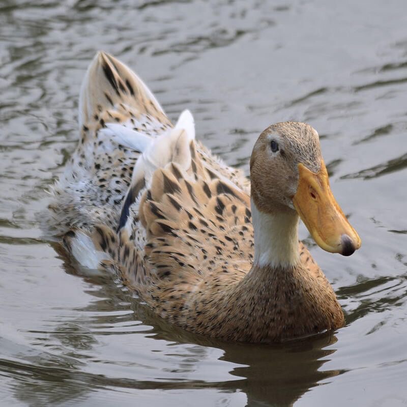 【三年老鸭】农家散养土鸭自由觅食 1只净重6-7斤