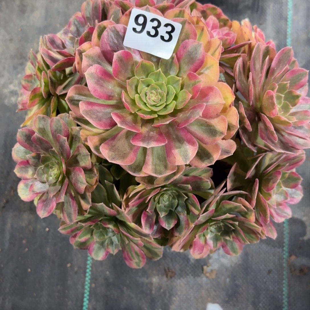 老庄雨河多肉植物933