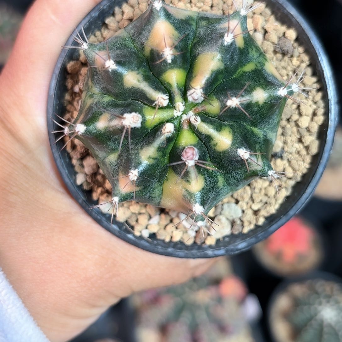 泰系海啸米哈仙人球微瑕