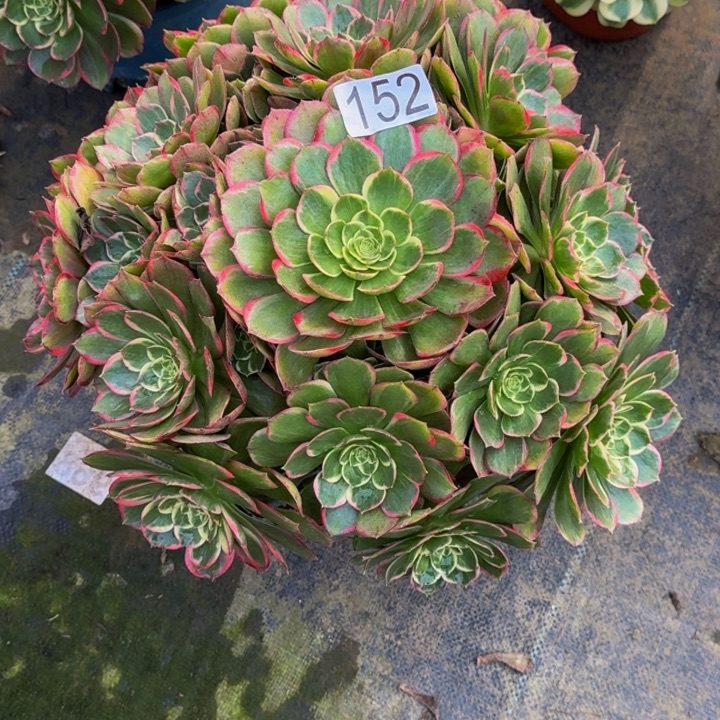 @***H0000000000152粉花妖福利价