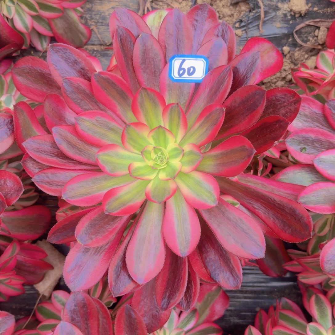 豹纹美杜莎60法师多肉