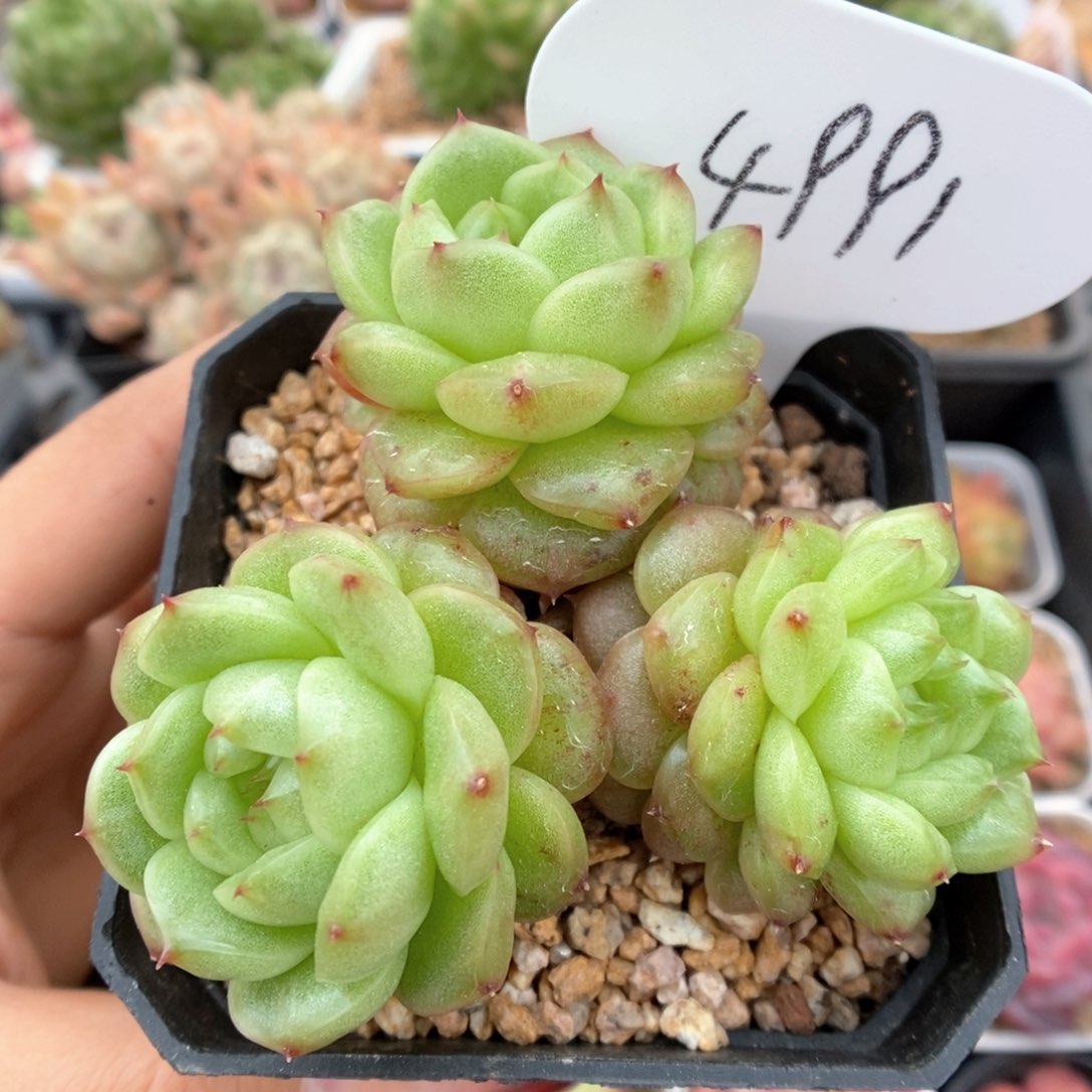 灯泡珍妮群生可拍4991号