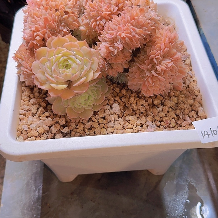 14101昂斯诺缀多肉植物