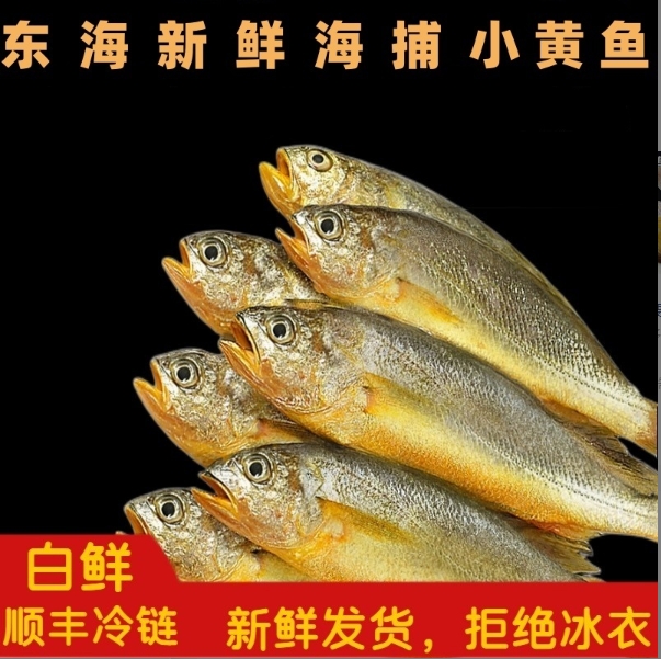 东海新鲜海捕小黄鱼3斤 特产鲜货鲜发 顺丰冷链 1斤8-10条
