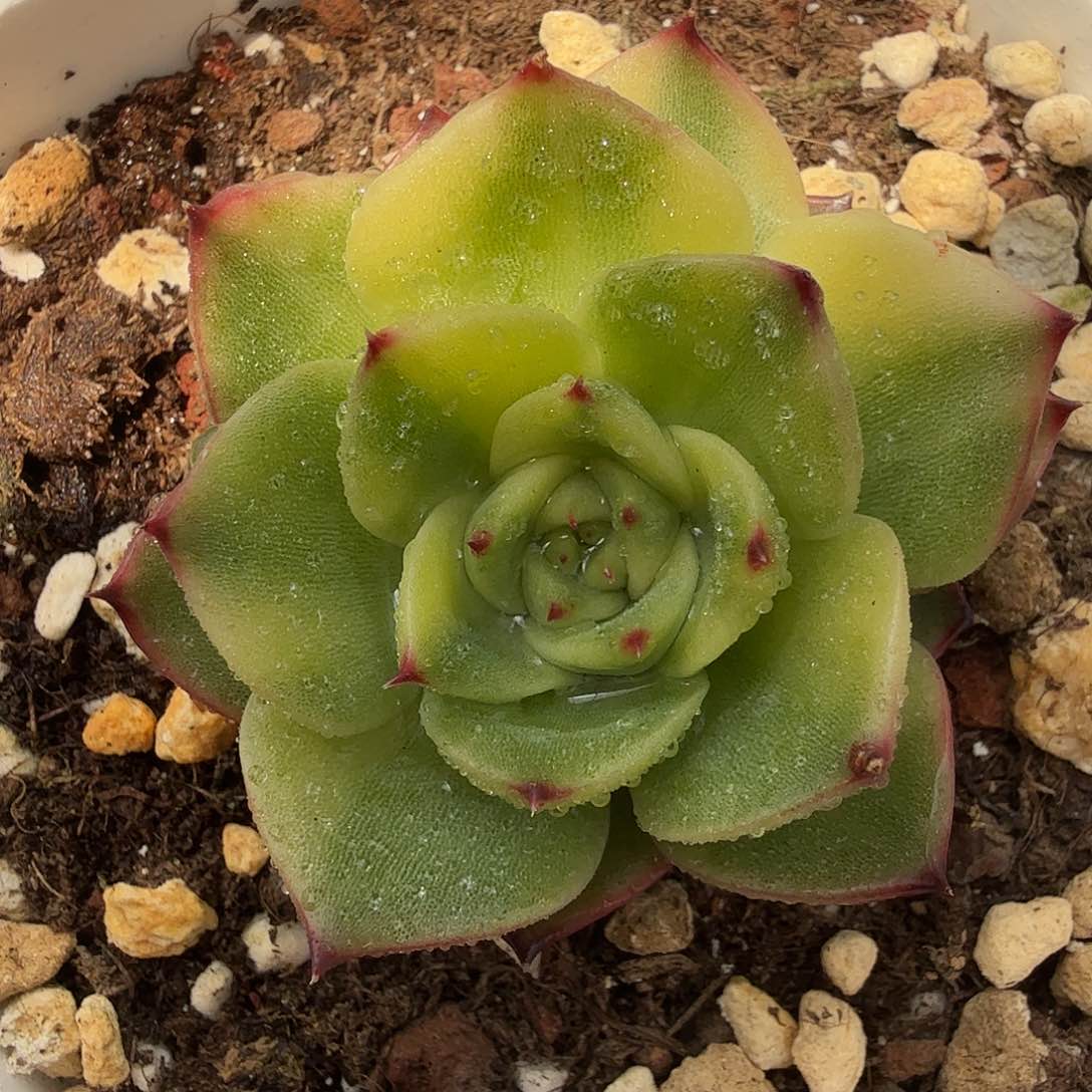 月亮石锦，多肉植物