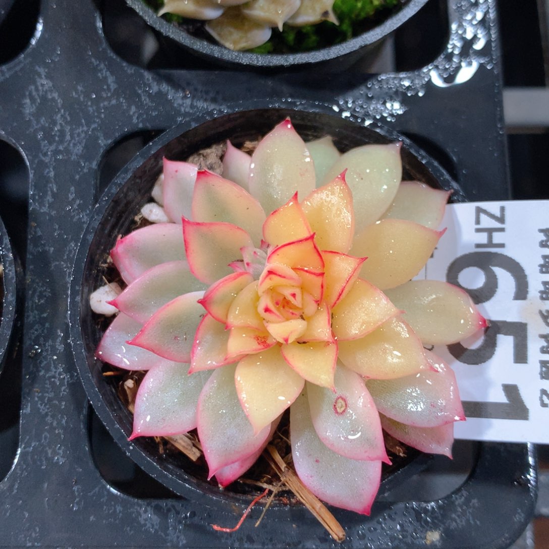 5CM拇指盆精控多肉ZH651