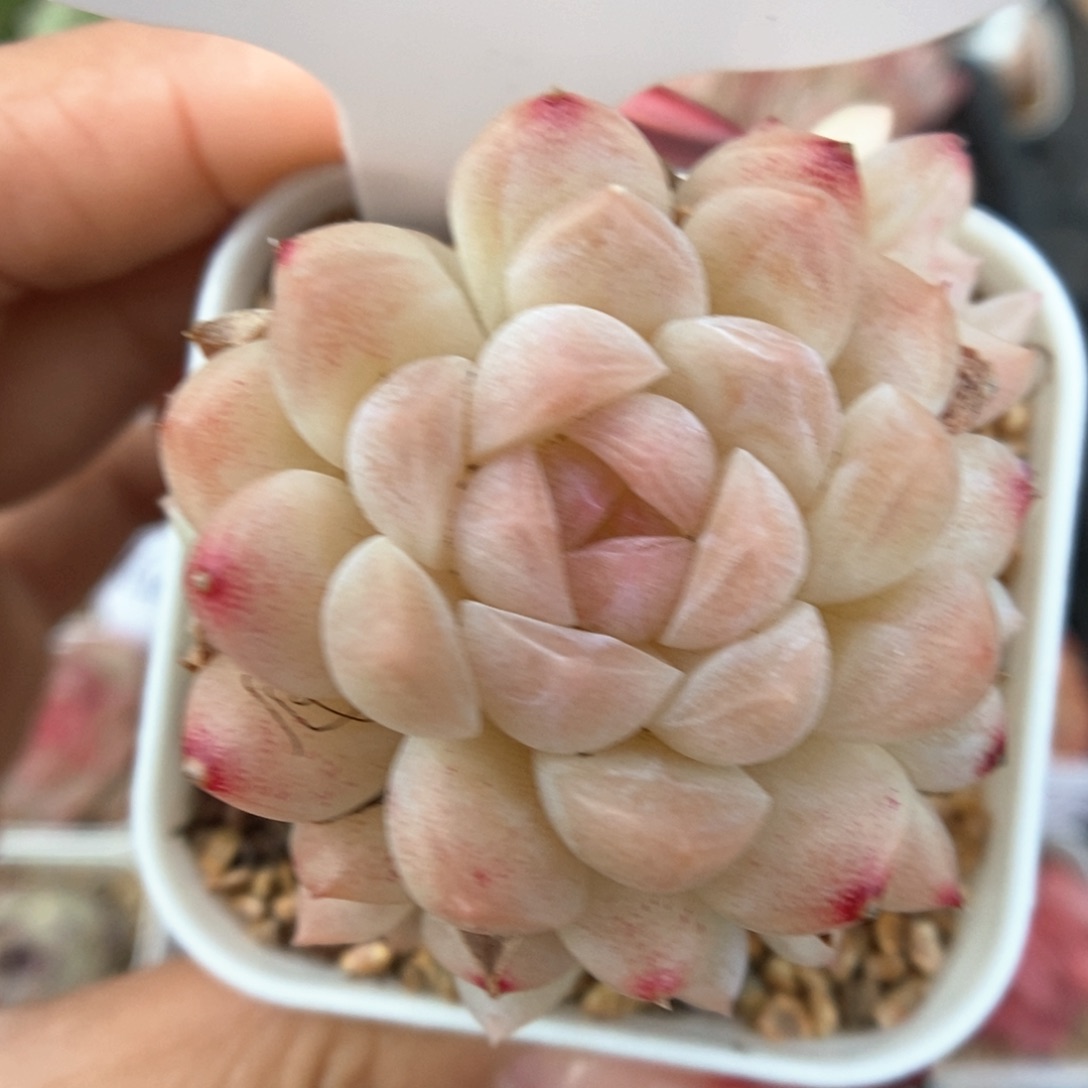 水果糖捧花群生4983号