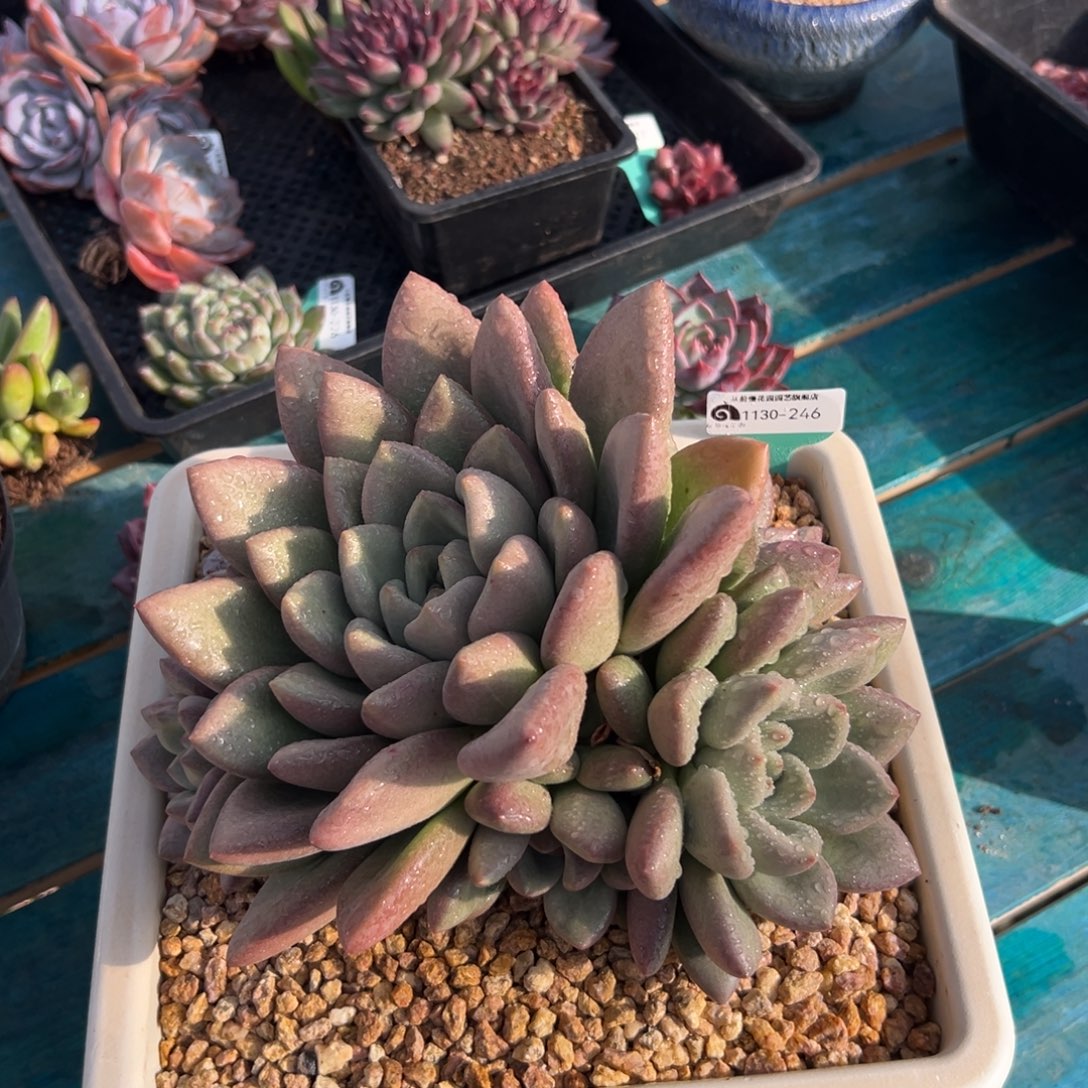 从前慢花园多肉编号1130-246