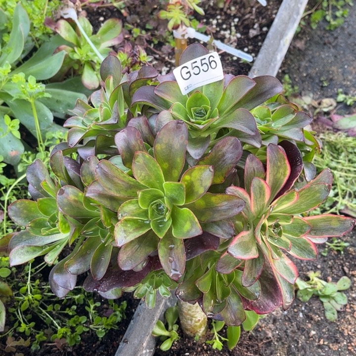 556魅金玫瑰锦多肉