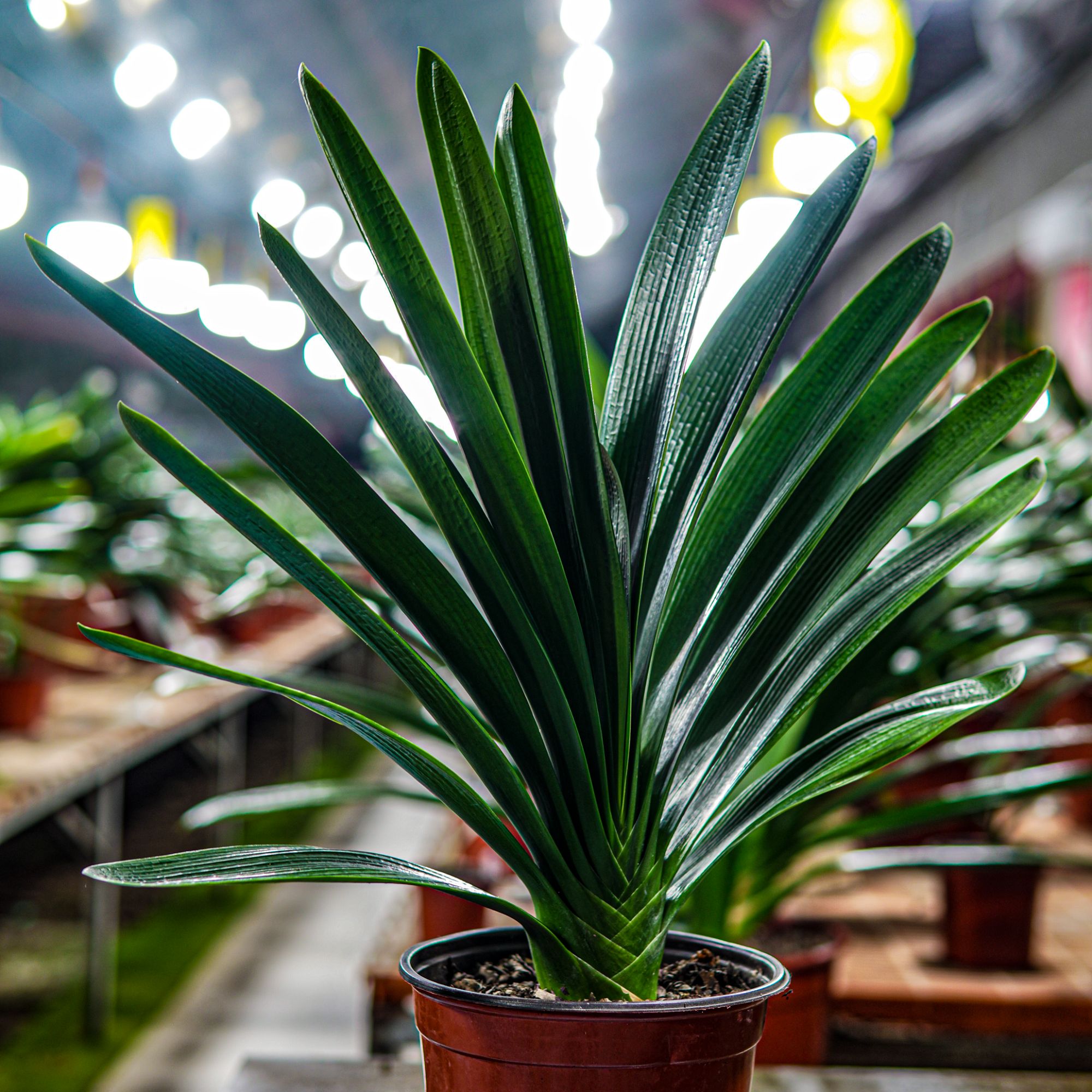 长春冬海君子兰直播链接