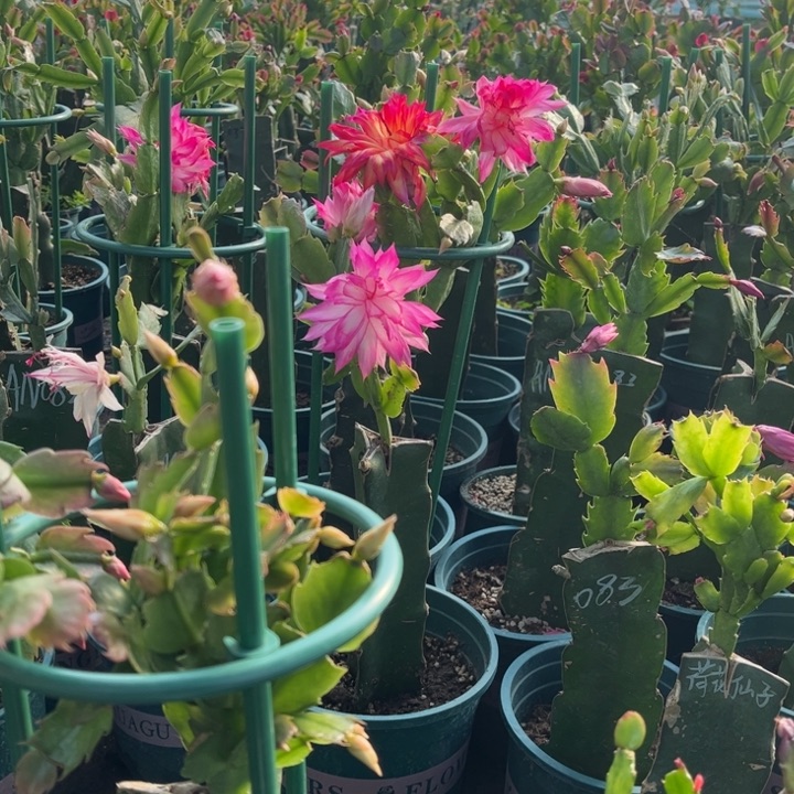 032➕红桑巴两颗带盆送花架