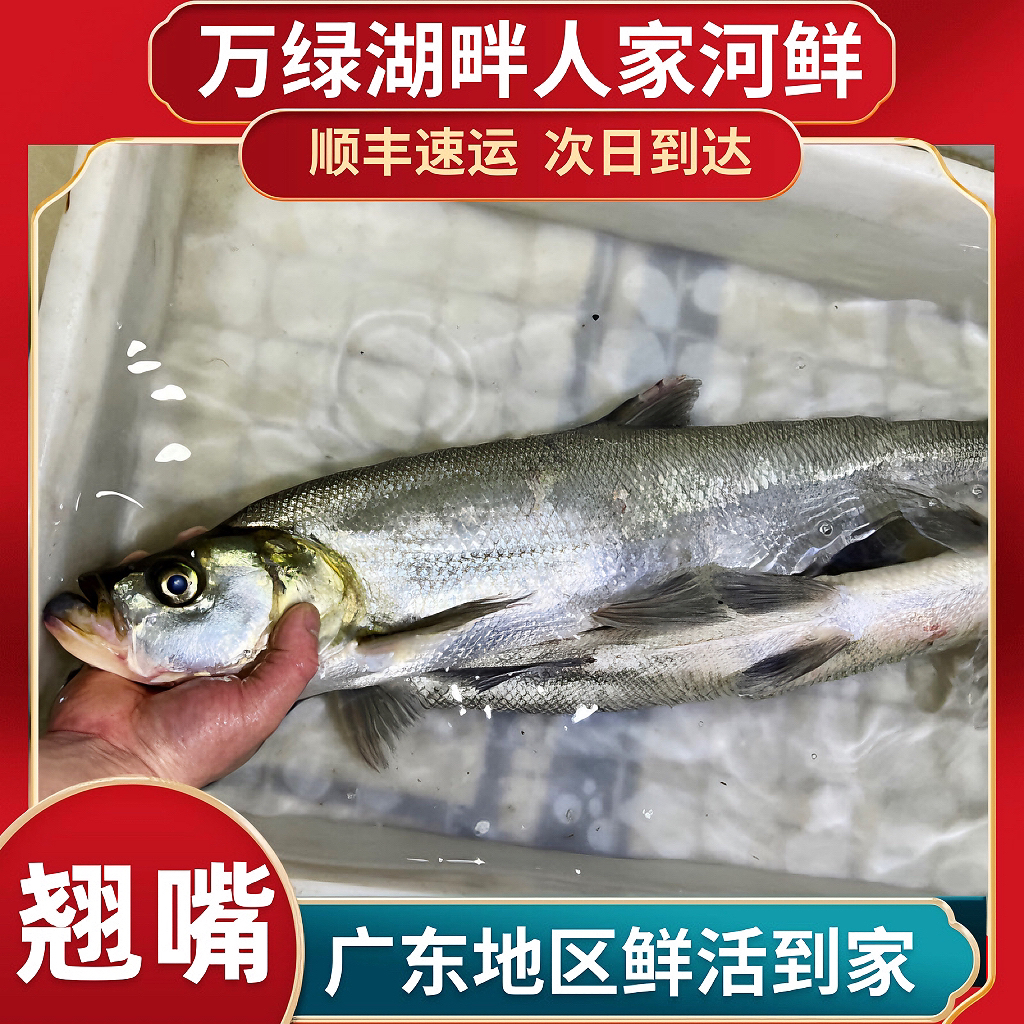 万绿湖翘嘴鱼大白条长嘴鱼昂炮白七鱼活鱼到家广东活发