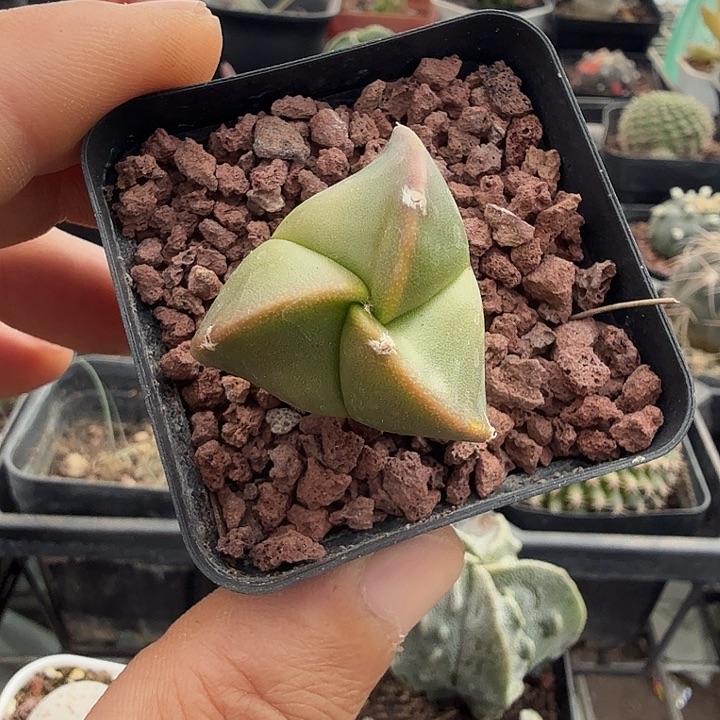 实生小三角鸾2仙人球