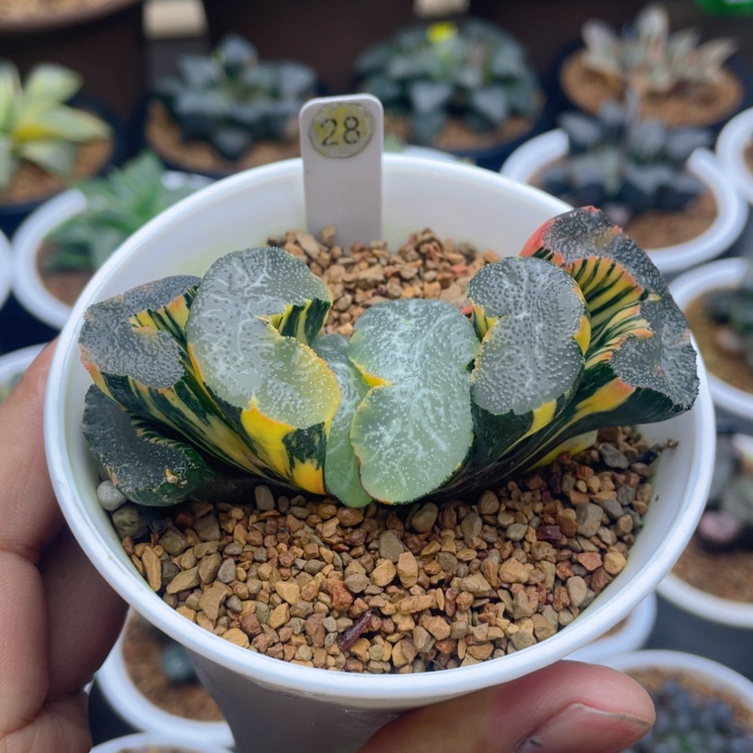 大绳帝玉扇锦十二卷