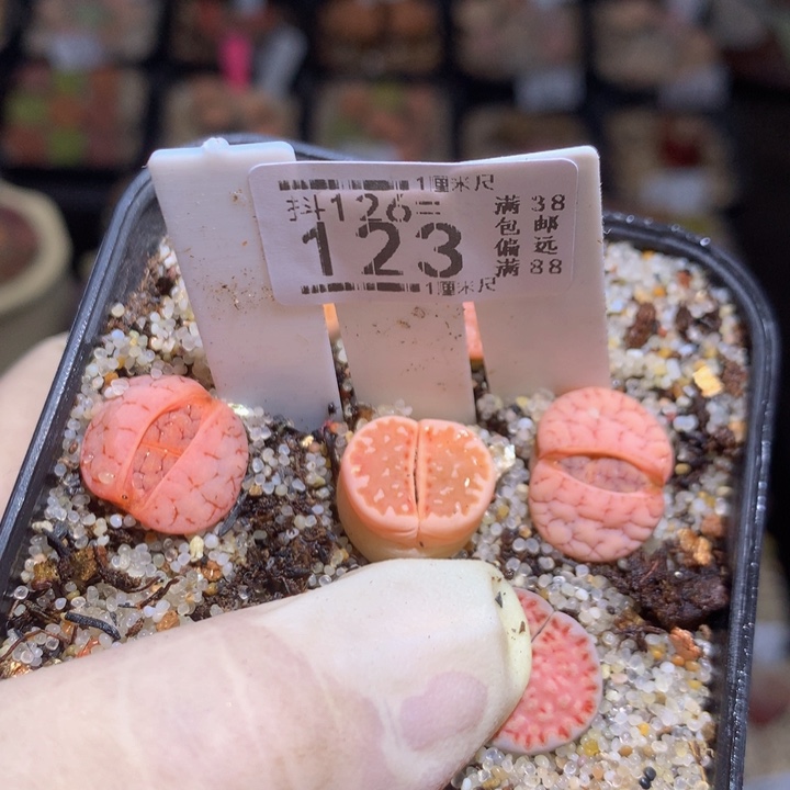 青*?精品生石花126.123